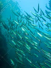 Swirling Bait Fish