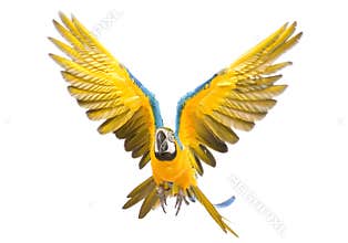 Bright ara parrot flying