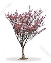 Cherry Blossom tree