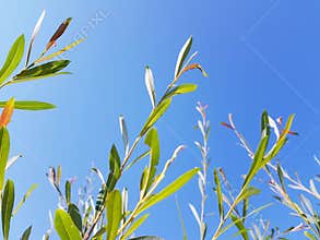 Wild growing plants over blue summer sky. Sun beams on plant.