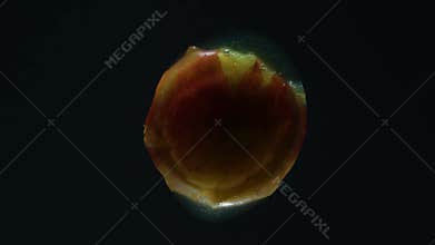 4k. Squeeze the Pulp of Juicy Apricot. Ripe Apricot are compressed and crushed close-up on a black background, creating a juicy st