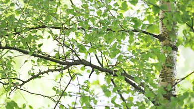 White trunk and foliage of birch are in wind