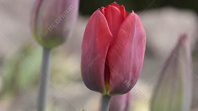 Blossoming red tulip head close-up