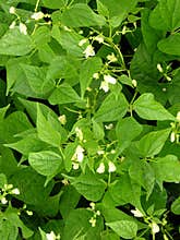 Bean plant