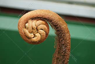 Close up of a mature fiddlehead fern