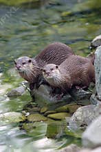 Otters