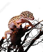 Gecko leopard