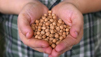 Natural chickpeas in a hands of farmer
