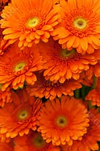 Orange gerbera flowers