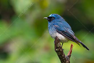 Beautiful blue color bird known as Indigo Flycatcher Eumyias Indigo on perch