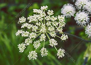Close-up of medicinal and aromatic plant Angelica flower.