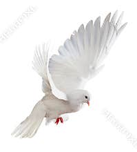 White dove in flight
