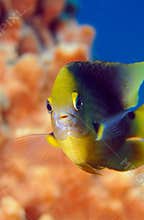 Swimming damselfish
