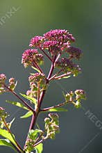 Sun-kissed Bright Pink Joe-Pye weed Eutrochium purpureum buds with Green Muted Background