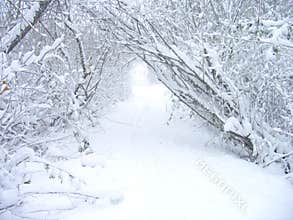 Snow Storm