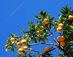 Orange tree