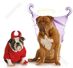 Good and bad dog
