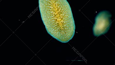 Black Sea. Marine flatworm, planaria, crawling on the glass