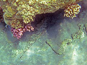 Carpet flathead fish and Bluespotted stingray under the reef 2314