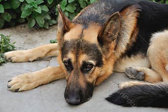 German Shepherd