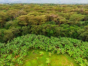 Aerial view on banana plantation bordered wit a Primal Virgin Forest of Manyara National Park Concervation Area in East