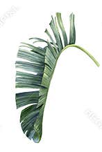 Exotic leaf of palm tree, african strelitzia on isolated white background, watercolor botanical illustration