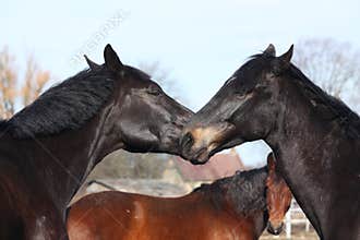 Two black horses nuzzling each other