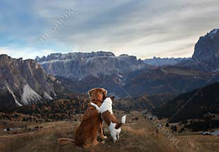 Dog in the mountains. Nova Scotia Duck Tolling Retriever on the background of rocks at sunset. . Hiking with a pet