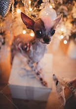 Peruvian hairless and chihuahua mix dog in festivaly decorated room with Christmass tree