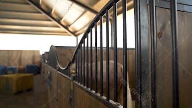 Close up on brown and white horse face and eye at horse stables. slow motion stable dolly moving shot in a horse farm at
