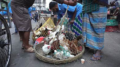 Roosters being sold, Kolkata, India.