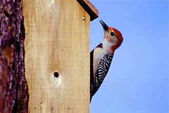 Red-bellied Woodpecker   9088