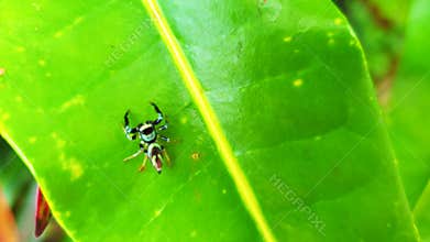 Macro motion shot beautiful green spider on green tropic leaves