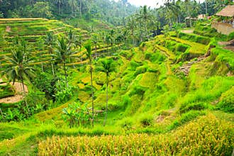 Rice terrace,Bali