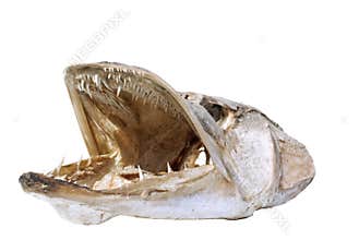Fish teeth