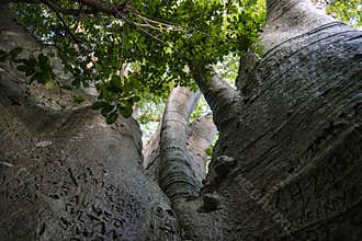 Bottom view on a Crown of Giant Baobab tree, the bigest Baobab in East Africa. Pemba, Zanzibar, Tanzania