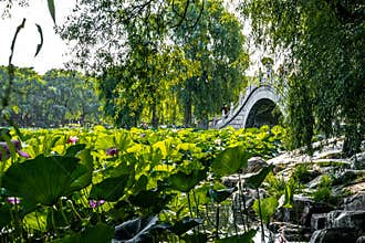 Lotus blooming in the water in Nanhu Park, Changchun, China