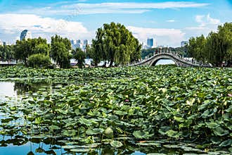 Lotus blooming in the water in Nanhu Park, Changchun, China