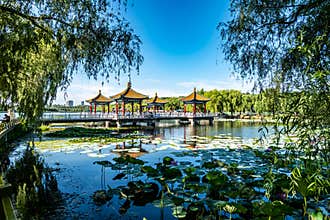 Lotus blooming in the water in Nanhu Park, Changchun, China