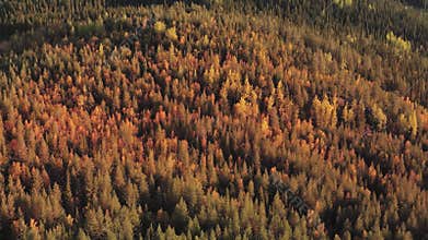 Autumn Forest Aerial Colorful Vibrant Fall Sweden