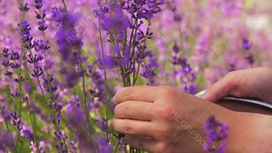 Woman with picking lavender flowers in garden