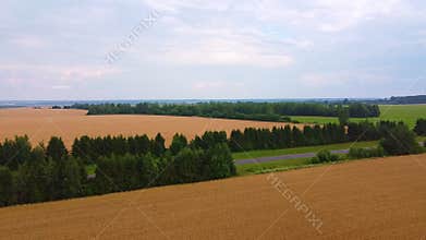 Aerial flight over agricultural wheat field during summer day.