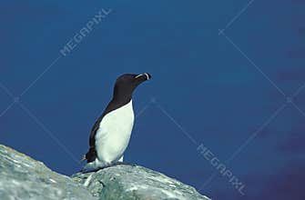 RAZOR BILLED AUK alca torda, ADULT ON ROCK AGAINST BLUE SKY IN SCOTLAND