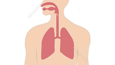 Breathing in and out with the expansion and contraction of the lungs