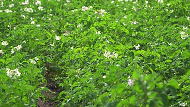 Fields of blooming potatoes. farm potato field
