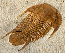 Trilobite fossil