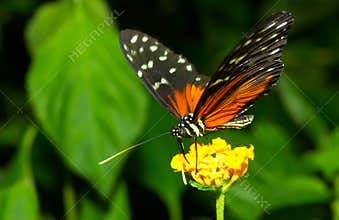Beautiful butterfly