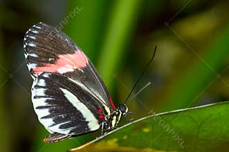 Beautiful butterfly
