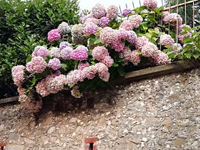 Pastels hydrangea with soft  pink colours