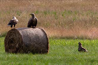 White tailed sea eagles